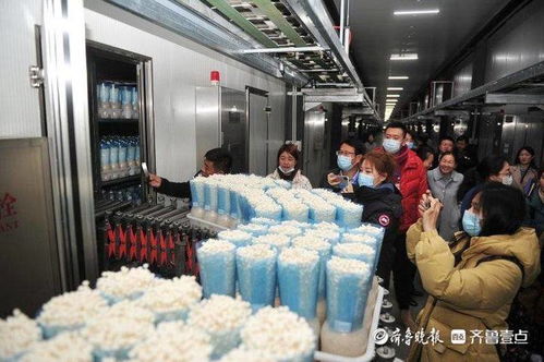 小蘑菇撬動大財富，虛擬就業與生物科技共筑鄒城脫貧路